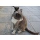 Carlo möchte Freigang, Russisch Blau -Mix - Kater