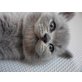 Carlo von Blumeck, Britisch Kurzhaarkatze - Kater