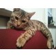 Carlos, Bengalkatze - Kater