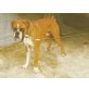 Carlos, Boxer - Rüde