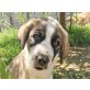 Carlos, Eurasier-Mischling Welpen - Rüde