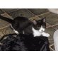 Carlos, Europäische Kurzhaarkatze - Kater