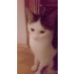 Carlos, Europäische Kurzhaarkatze - Kater