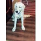 Carlos, Golden Retriever - Rüde