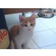 Carlos, Hauskatze - Kater