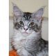 Carlos, Maine Coon - Kater