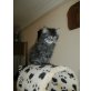 Carlos, Perser - Kater