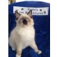 Carlos, Ragdoll - Kater
