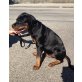 Carlos, Rottweiler Welpen - Rüde