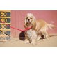 Carlota, lieber am. Cocker Spaniel - Hündin