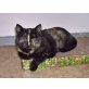 Carlotta, EKH - Katze