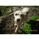 Carlotta, Perro de Agua Espanol - Hündin