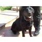 Carmelita, Labrador-Pastor Mallorquin Mix - Hündin