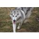 Carmen, Alaskan Malamute - Hündin