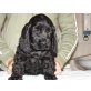 Carmen, Englischer Cockerspaniel - Hündin