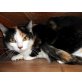 Carmen, Europäische Kurzhaarkatze - Katze