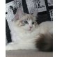 Carmen, Ragdoll - Katze
