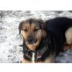 Carmen, Schäferhund-Ung. Drahthaar-Mix - Hündin