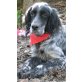 Carmen, Setter-Mix - Hündin