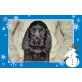Carmen Suche ein schönes neues Zuhause, Englischer Cockerspaniel - Hündin