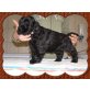 Carmen Suche ein schönes neues Zuhause, Englischer Cockerspaniel - Hündin