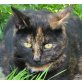 Caro, Europäische Kurzhaarkatze - Katze