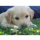 Caro, Golden Retriever - Hündin
