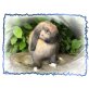 Caro, Mini Lop - weiblich