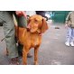 Carol, Magyar Vizsla - Hündin