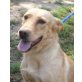 Carola  niemand sieht mich, Labrador - Mix - Hündin