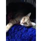 Carolina, Eine verwundete Seele sucht die Liebe - Katze