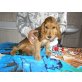 Carolina, Englischer Cockerspaniel - Hündin