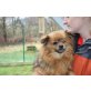 Carolina - NOTFALL, Pekinese - Hündin