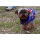Carolina, Yorkshire Terrier - Hündin