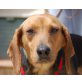 Caroline, Beagle Mix - Hündin
