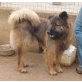 Carrefour, junger,lernbegieriger Eurasier Mix - Rüde