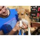 Carrie, menschenbezogener Familienhund - Hündin