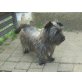 Carry, Cairn-Terrier - Hündin