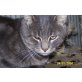 Carter, Maine-Coone und Thai-Siam - Kater