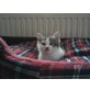 Cartoiser-Hauskatze - Kater