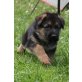 Carus von der Kapellenhöhe, Deutscher Schäferhund - Rüde
