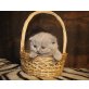 Caruso, Britisch Kurzhaarkatze - Kater