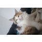 Caruso, Carlos, Casanova, Curly Sue und Candi, Norwegische Waldkatze - Kater