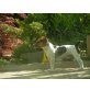 Caruso, Jack-Russell-Terrier - Rüde