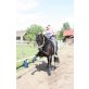 Caruso, Quarter Horse - Wallach