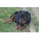 Caruso vom Stegerwald, Rottweiler Welpen - Rüde