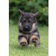 Caruso von der Kapellenhöhe, Deutscher Schäferhund - Rüde