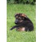 Caruso von der Kapellenhöhe, Deutscher Schäferhund Welpen - Rüde