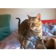 Cary, Getigert und Braun - Katze