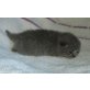 Casali, Britisch Kurzhaarkatze - Katze